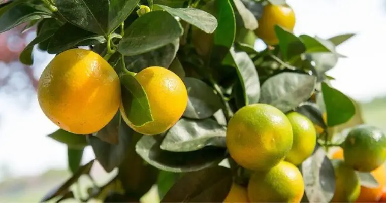 delight of calamansi fruit on the tree