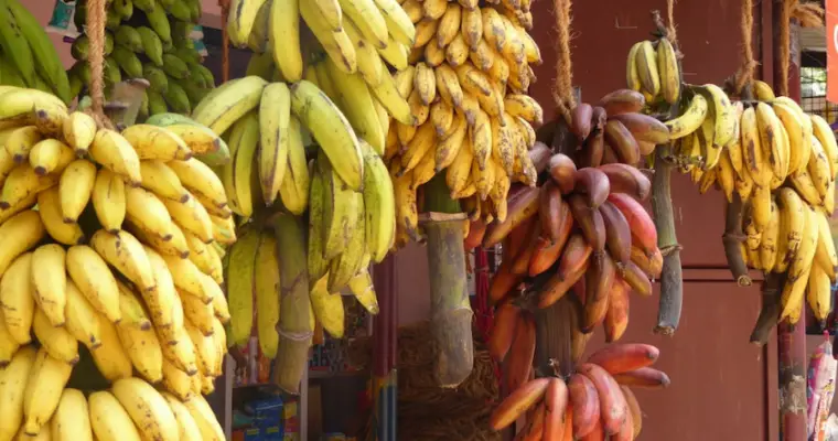 hanging up interesting facts on bananas