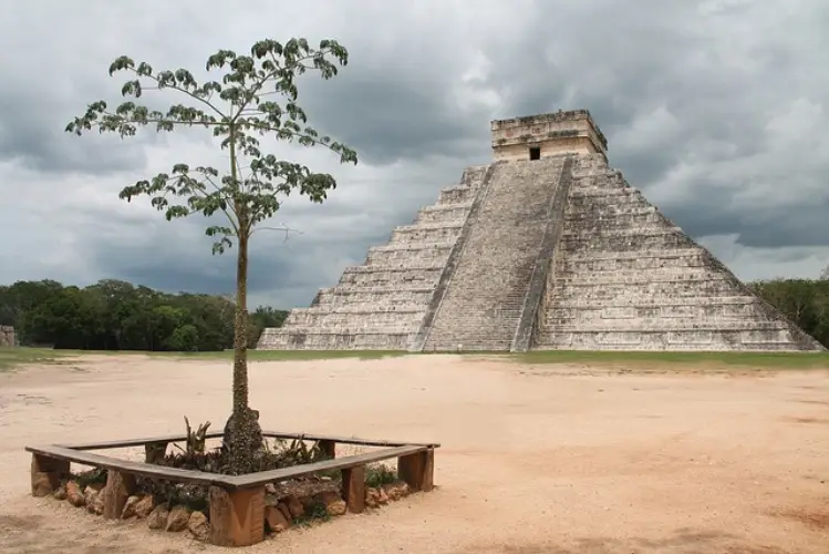 interesting facts about avocados aztec temple with tree